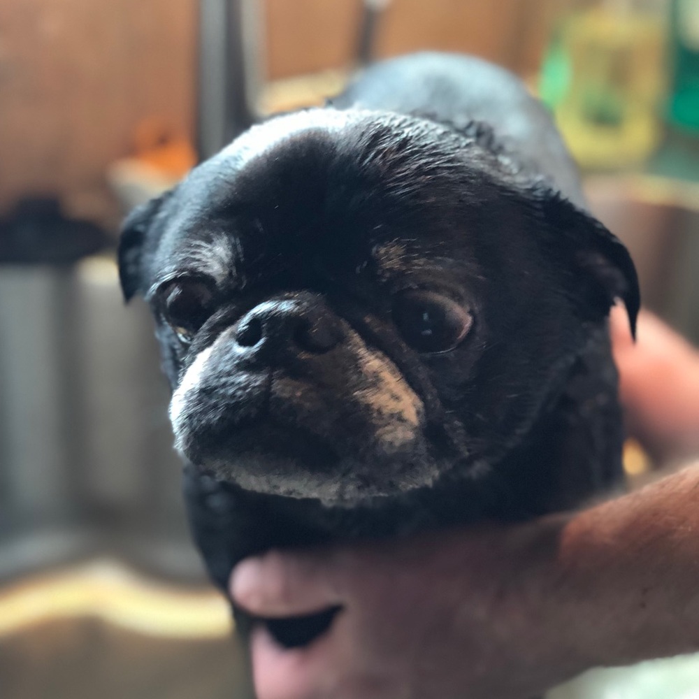 We ❤️💕 our Pets! 🐶 - Picture 6 of 9